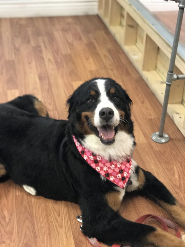 Freshly groomed dog at Canine Beach Pet Grooming