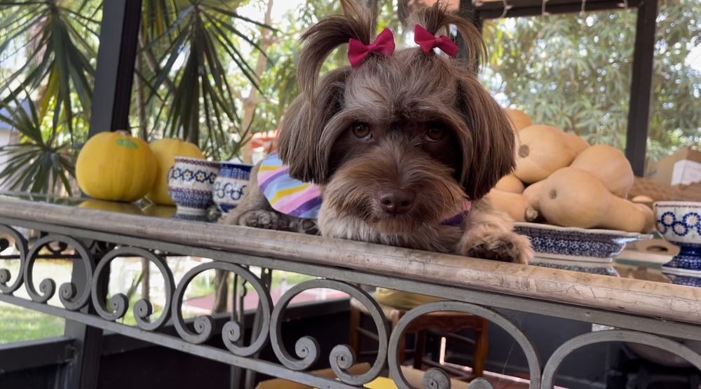 Puppy & Senior Grooming at Canine Beach Pet Grooming