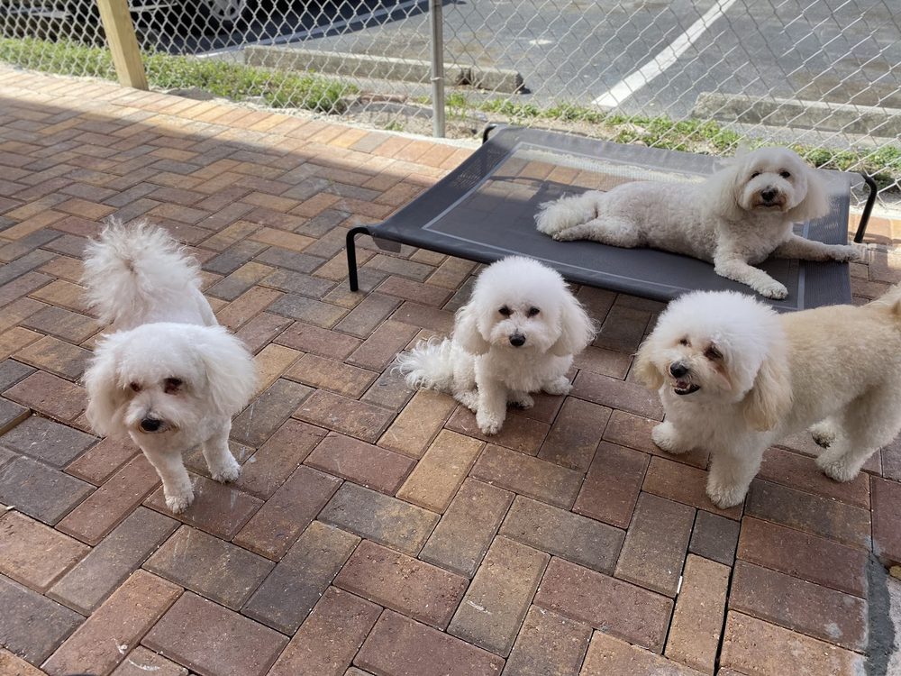 four bichons outdoor