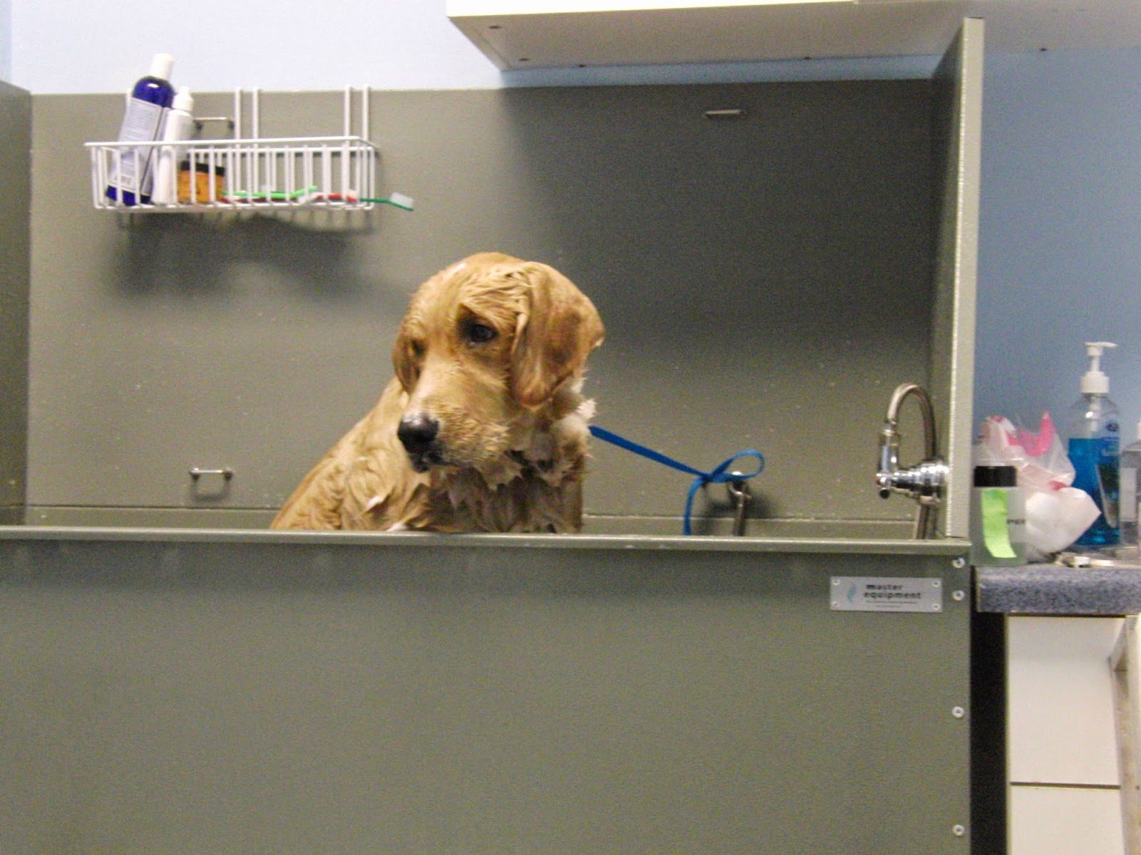 Dog Bath & Brush Packages in Oakland Park, FL