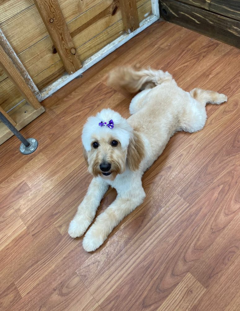 De-Matting Services at Canine Beach Pet Grooming