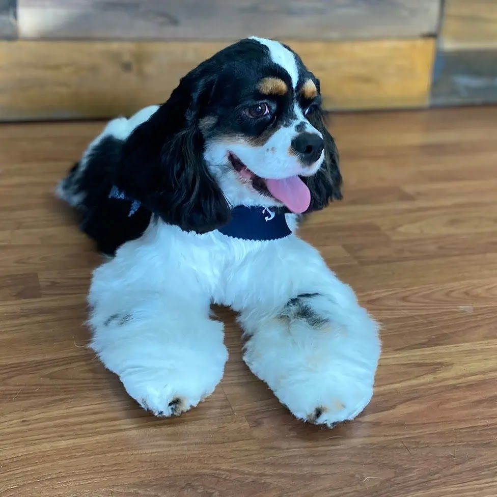 Dog Teeth Brushing & Dental Cleaning in Oakland Park, FL