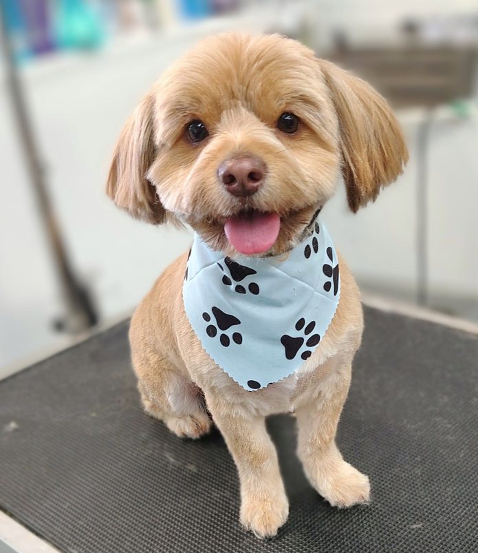 Happy freshly groomed dog in a bandana at Canine Beach Pet Grooming
