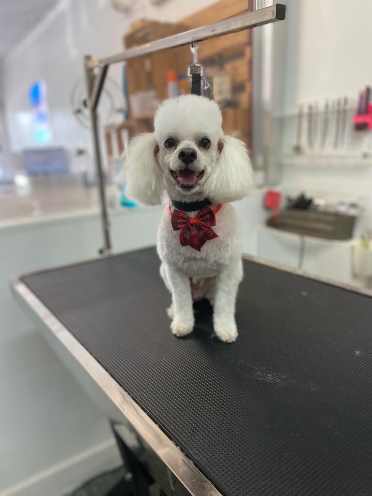 groomed white poodle bowtie