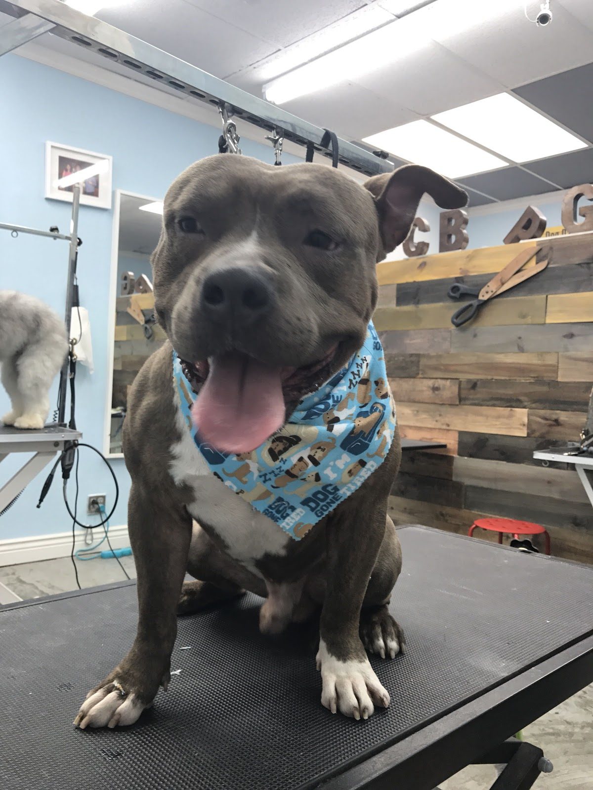 pitbull blue bandana table