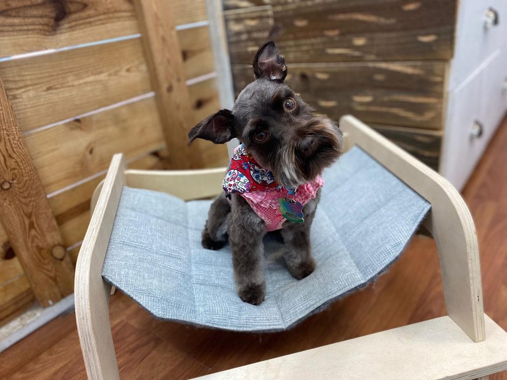 Nail Trimming & Grinding at Canine Beach Pet Grooming