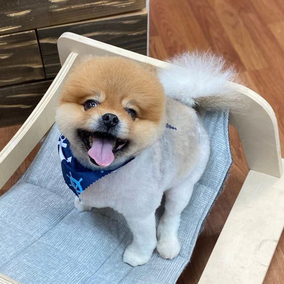 Freshly groomed dog from the Pompano Beach, FL area at Canine Beach Pet Grooming