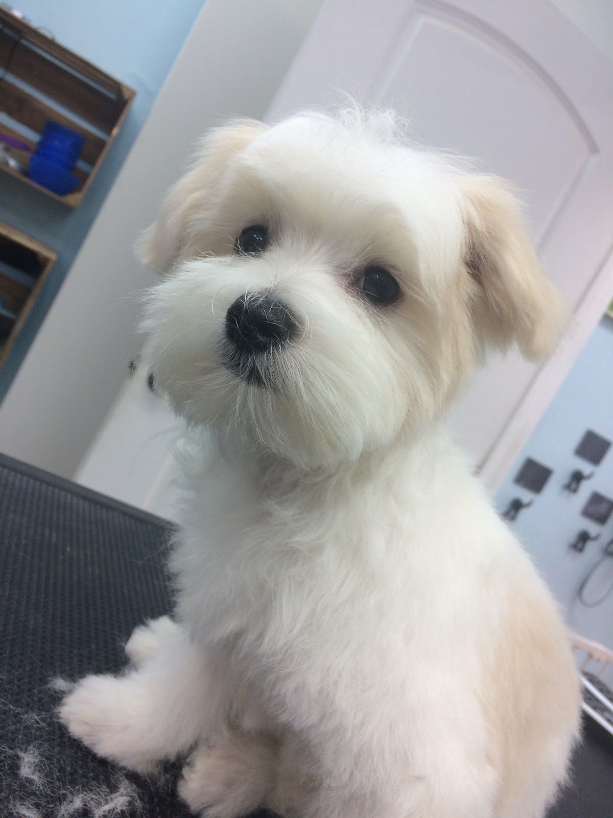 white maltese mix puppy