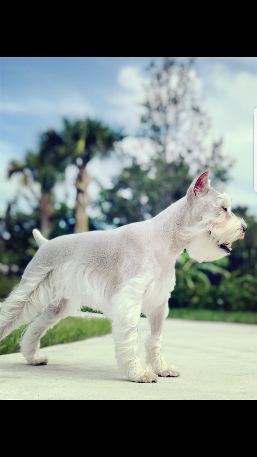 white schnauzer profile outdoor